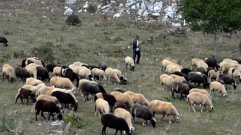 Διαμαρτυρία  του Συλλόγου Αιγοπροβατοτρόφων Ν.Πιερίας ''Ο Άγιος Μόδεστος'': "Η κτηνοτροφία βυθίζεται, ενώ τα έσοδα των παραγωγών εξαφανίζονται"