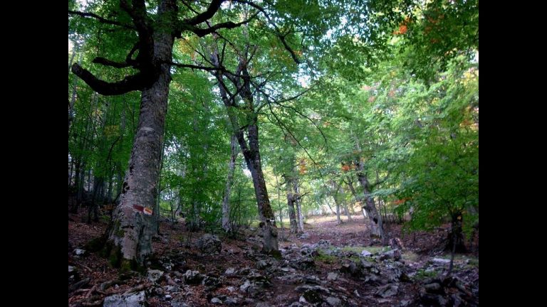 Επιστολή διαμαρτυρίας ορειβατικών -φυσιολατρικών συλλόγων της Πιερίας για τη συνέχιση της απαγόρευσης κυκλοφορίας σε εθνικούς δρυμούς και δασικές περιοχές
