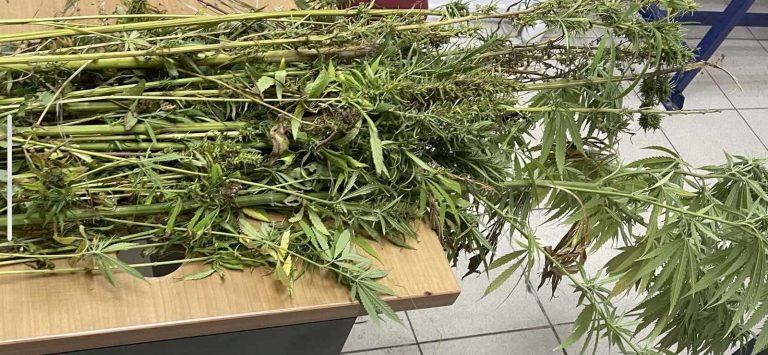 Ασφάλεια Κατερίνης: Συνελήφθη άνδρας που καλλιεργούσε κατά μήκος αρδευτικού καναλιού 89 δενδρύλλια  κάνναβης