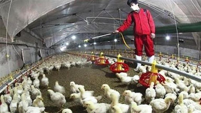 ΠΚΜ: Επείγουσα ενημέρωση για τη γρίπη των πτηνών - Επιβεβαιώθηκε το πρώτο περιστατικό στη γειτονική Βουλγαρία