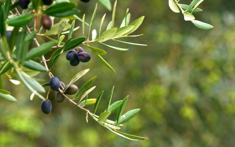 Υπεγράφη από τον Γ. Γεωργαντά η ΚΥΑ για τις ενισχύσεις σε λεβάντα, ξηρά σύκα, επιτραπέζια ελιά και καπνό