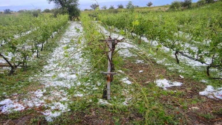 Συνεργασία Υπ. Αγροτικής Ανάπτυξης και ΕΛΓΑ για την αντιμετώπιση των ζημιών από τις πρόσφατες βροχές και χαλαζοπτώσεις